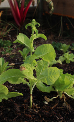 Lettuce going to seed