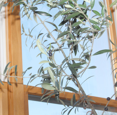 Olive tree in a sunny window