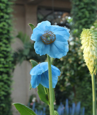 Blue poppy