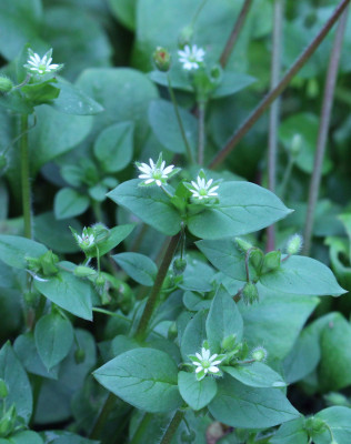 Chickweed