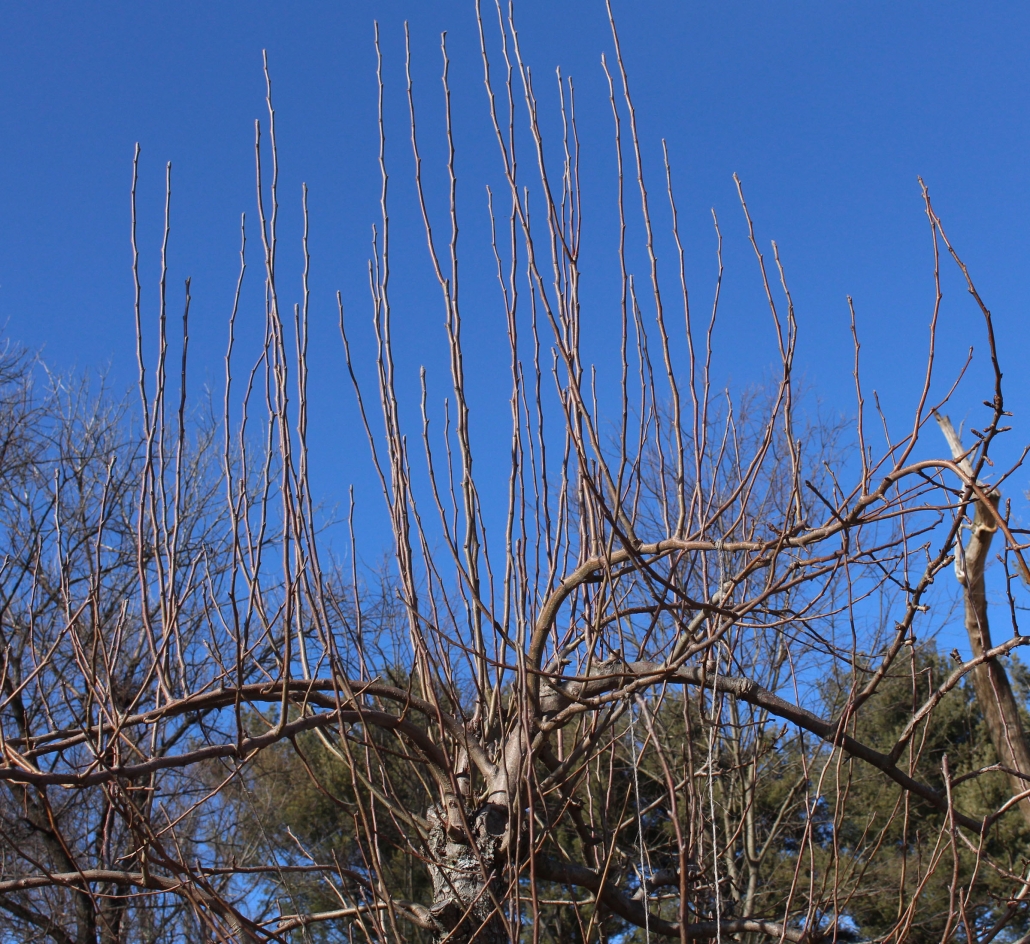 Fruit Tree Pruning Lee Reich