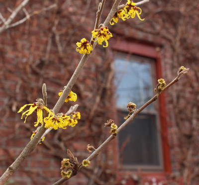 Witchhazel's winter flowers and remains of fall flowers