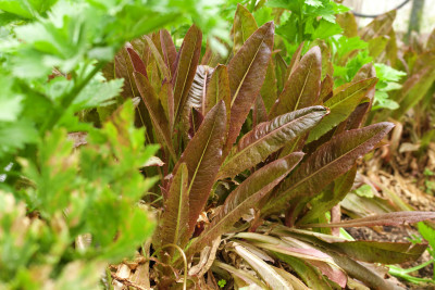 Lettuce, Really Red Deer Tongue