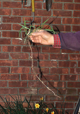 Quackgrass with runner