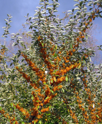 Autumn olive fruit