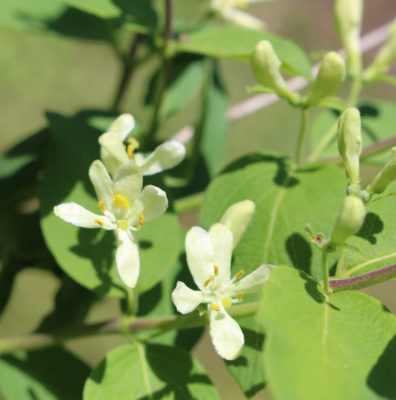 Honeysuckle flower