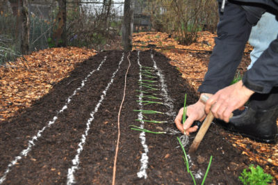 Planting onions