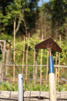 Wire weeder and winged weeder