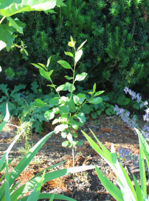 Bush cherry, 1 month after planting