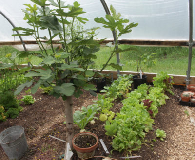 Figs growing, last of greenhouse lettuces