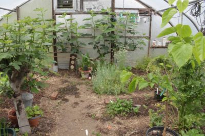 Greenhouse in June