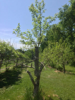 Half dead pear tree