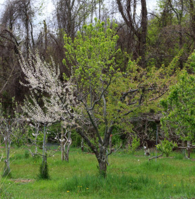 Plum, blossoming branch