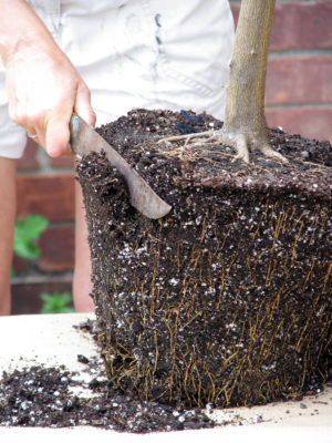 Root pruning