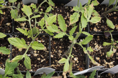 Sickly tomato seedlings