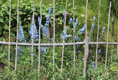 Delphinium at back of garden