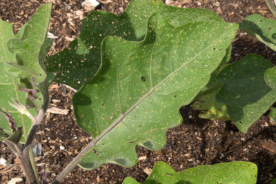 Eggplant, flea beetle damage
