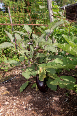 Eggplant plant