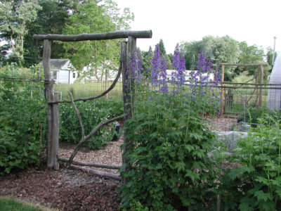 Rustic gate & delphinium