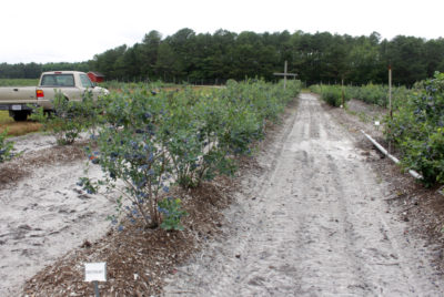 Blueberry field at USDA