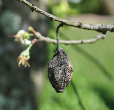 Brown rot mummy