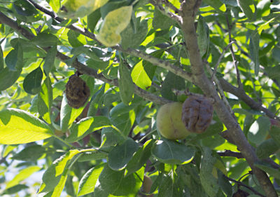 Infected plums on tree
