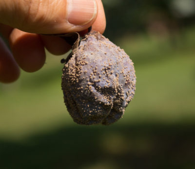 Brown rotted plum fruit