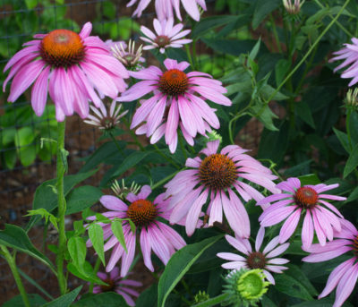 Purple coneflower