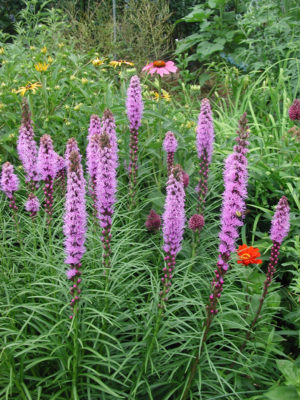 Liatris