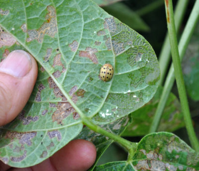 Mexican bean beetle