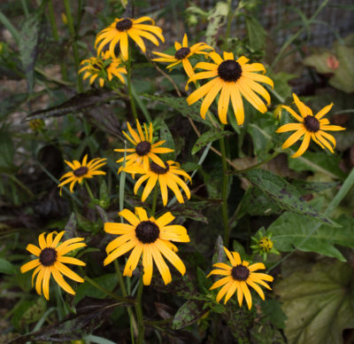 Black-eyed Susan