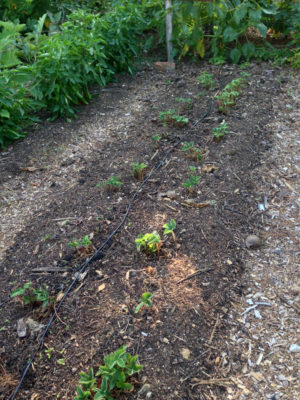 Strawberry plants, a few weeks after renovation