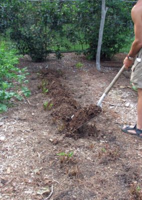 Spreading compost in strawberry bed