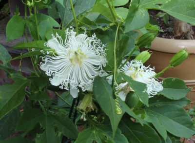 White maypop flower