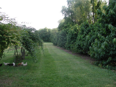 Pawpaws, blackcurrants, and hardy kiwis