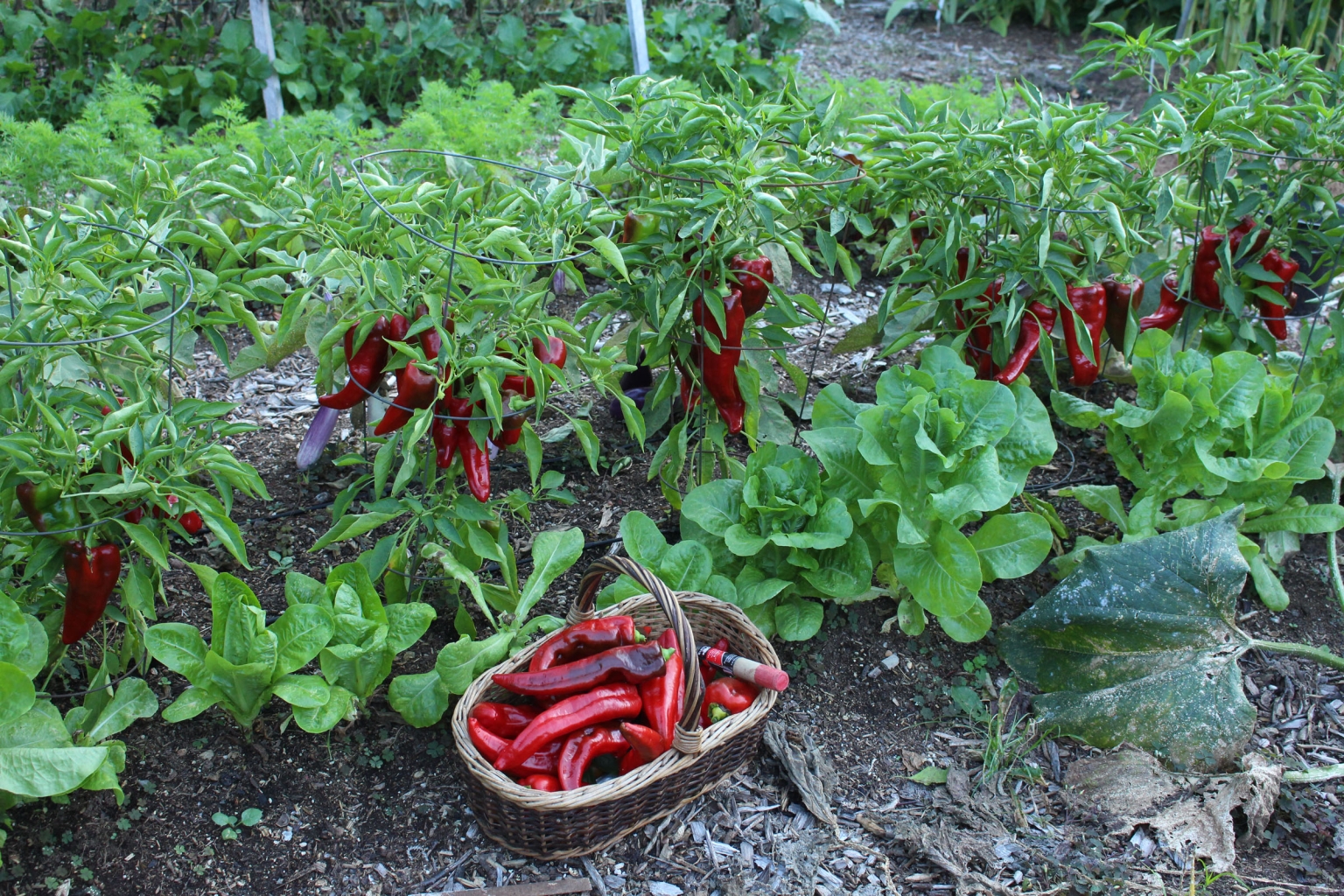 Peppers & Potting Soil Lee Reich