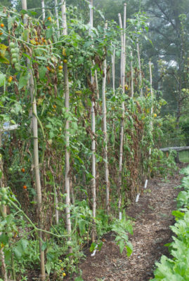 Diseased tomato plants