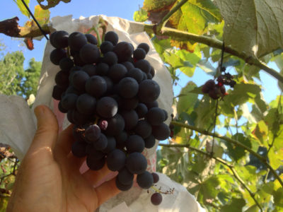 Unbagging grapes for harvest