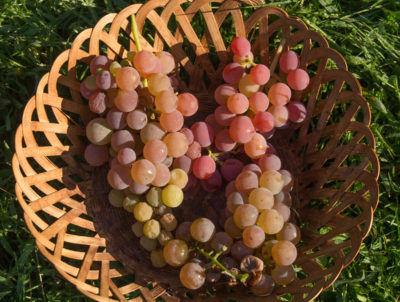 Basket of grapes