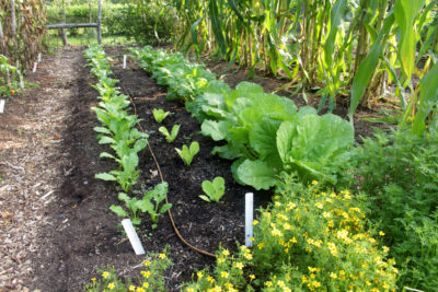 Winter radishes and Chinese cabbages