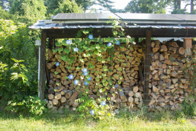 Morning glory against woodshed