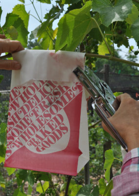 Bagging grapes earlier in the season