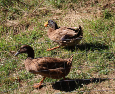 Ducks not sharing persimmon fruits