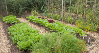 Endive, lettuce, and old tomato plants