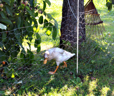 Duck eyeing my persimmon fruits