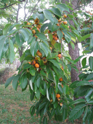 Persimmon fruits on tree