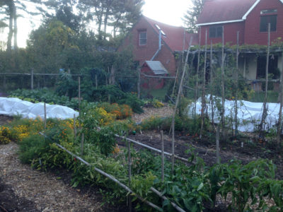 row covered vegetables