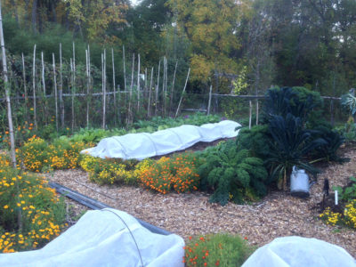 Row covered vegetables