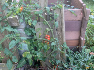 Compost pile tomato