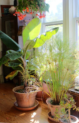 Tropical plants indoors